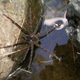 Dolomedes briangreenei / Queensland Museum